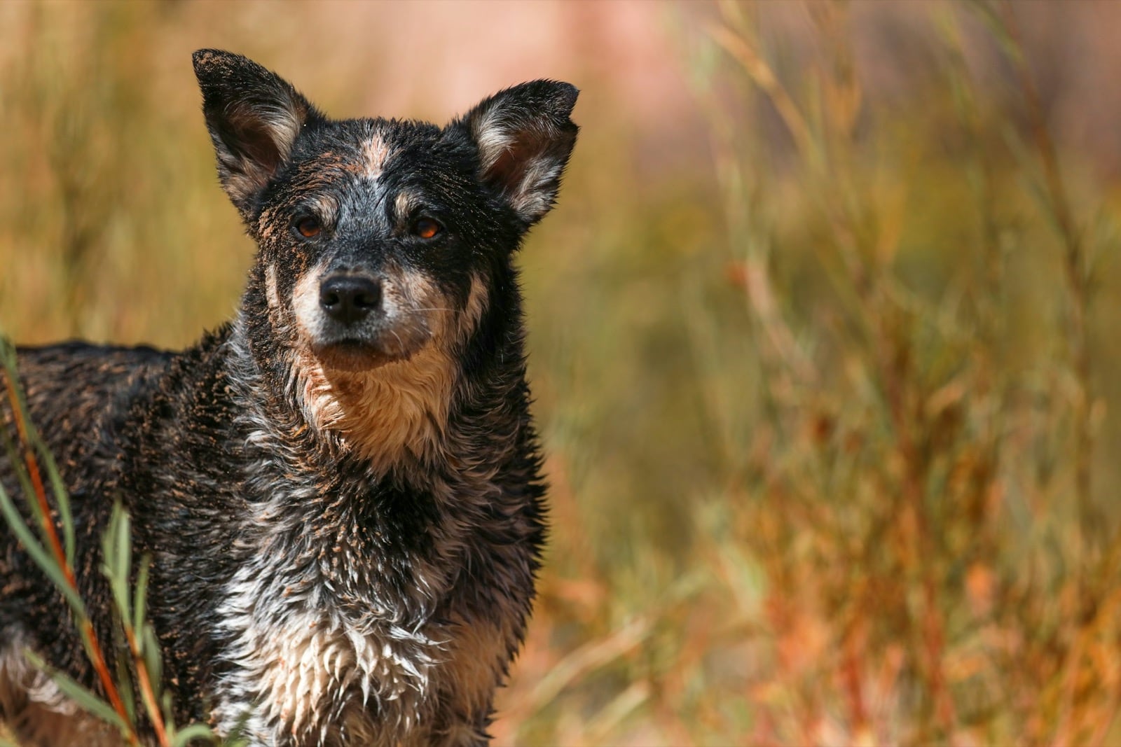 Alert dog standing outdoors in warm natural light